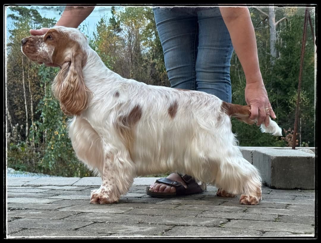 SKK Int. DS 31/5 Hässleholm