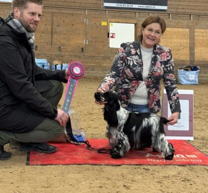 Flingan & Hugo BIS och många fina resultat i helgen!!!